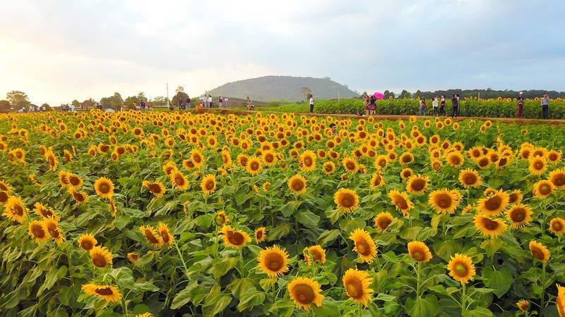 Le champ de tournesol à Nghê An. Photo : https://vnexpress.net/