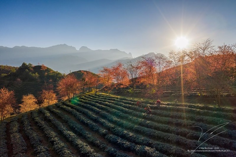 Le lever du soleil offre un paysage pittoresque aux collines de thé. Photo : Bùi Viêt/NDEL.