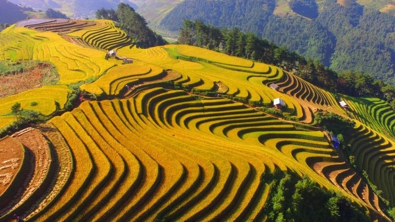 La beauté splendide des rizières en terrasse de Mù Cang Chai (province de Yên Bai). Photo: zing.