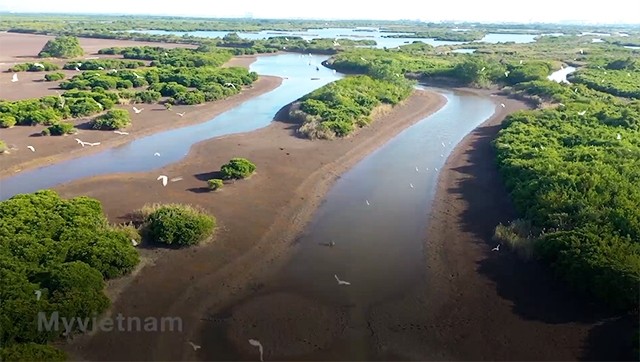 Forêts de mangroves à Quang Ninh, abri idéal pour des cigognes blanches