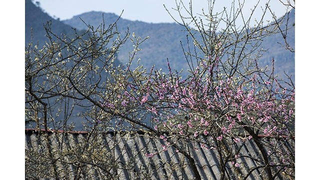 La floraison printanière dans la province montagneuse septentrionale de Hà Giang a vraiment commencé. Photo : Journal Tô Quôc.