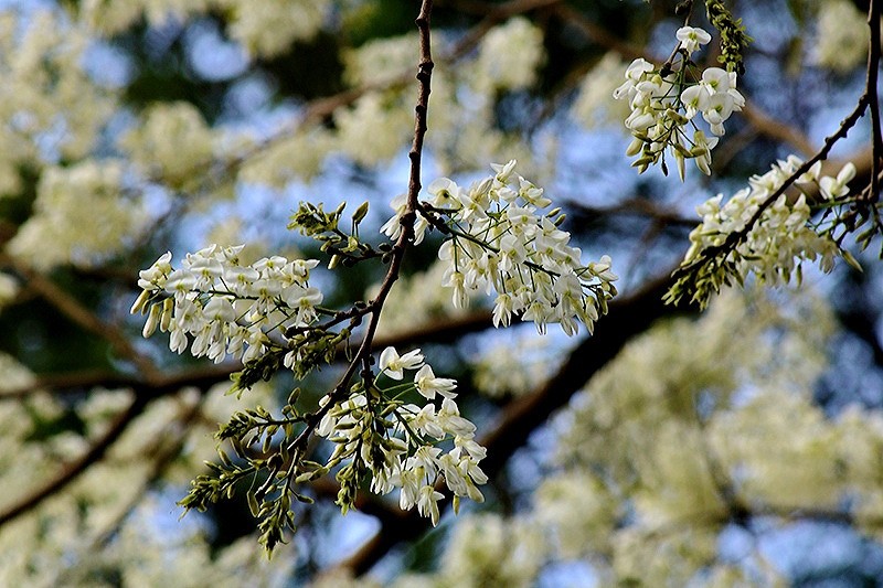 Au début du mois de mars, lorsque le temps commence à se réchauffer, les fleurs de « sưa » fleurissent. 