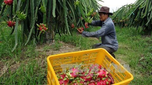 Le récolte des fruits du dragon à chair rouge au district de Châu Thành. Photo : VNA.