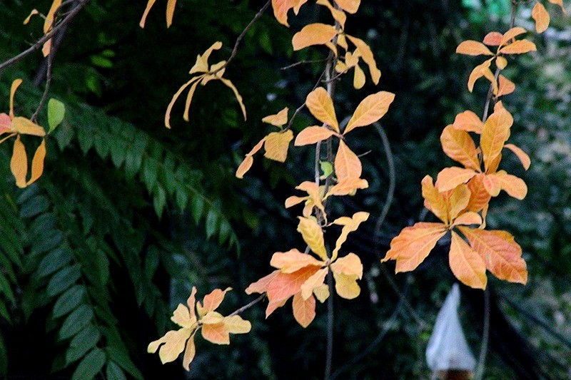 Les feuilles d’arbres changent de la couleur verte au couleur jaune, puis au orange et rouge.