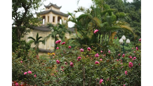 Plus de 500 rosiers fleurissent à la citadelle impériale de Thang Long à Hanoi, atteignant leur apogée dès les premiers jours de mars. Photo : NDEL.
