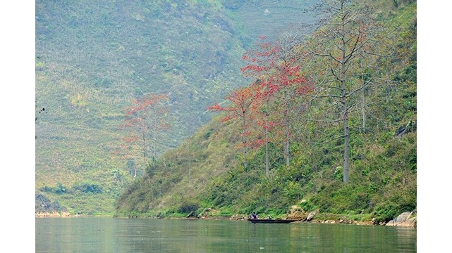  La rivière Nho Quê brille à la saison des fleurs de Bombax. Photo : NDEL.