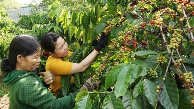 Le café vietnamien est l'une des boissons les plus attrayantes au monde avec son goût fort et unique. Photo : VNA.