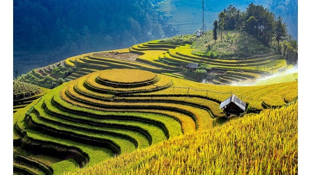 Les rizières en terrasse de Mù Cang Chai, patrimoine national spécial. Photo : Journal Yên Bai.