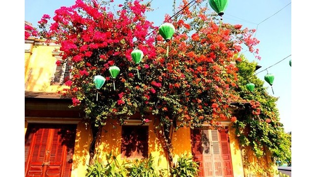 Des fleurs de bougainvillier brillent la vieille ville de Hôi An. Photo : baoquocte.vn