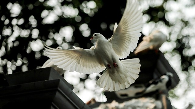 Les colombes (généralement des colombes blanches) sont considérées comme le symbole du nouveau commencement, de la paix, de la fidélité, de la chance et de la prospérité. Photo : NDEL.
