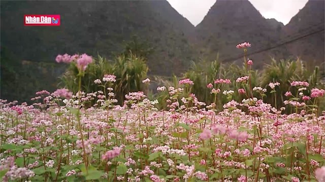 Vallée de Sung Là, endroit où les fleurs fleurissent sur les rochers