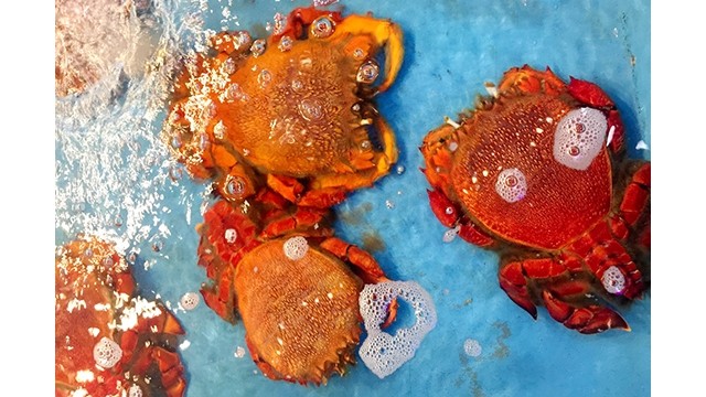 Le crabe Ranina ranina est une célèbre spécialité de l'île de Binh Ba. Photo : thoidai.com.vn