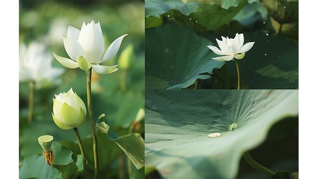 Étang de lotus romantique en banlieue de Hanoi. Photo : nhipsonghanoi.hanoimoi.com.vn