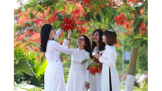 Les fleurs de flamboyants sont également connues comme la fleur de l'âge de l’étudiant. Photo : NDEL.