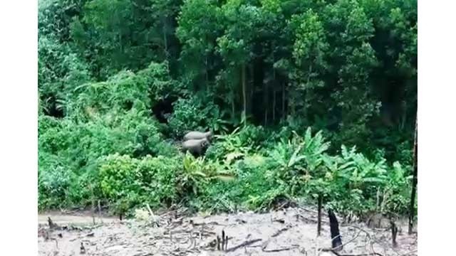 Deux éléphants sauvages sont découverts à Quang Nam. Photo : NDEL.