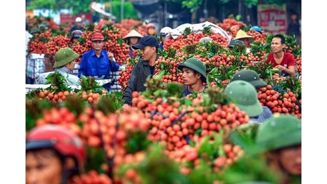 Unique marché de litchis au Vietnam. Photo : Zing.vn