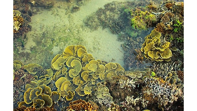 Des coraux pendant la saison de marée basse. Photo: www.sggp.org.vn