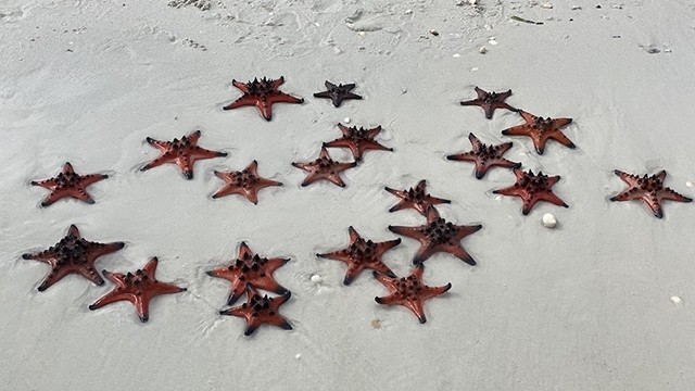 Des étoiles de mer. Photo : BONG MAI/NDEL.