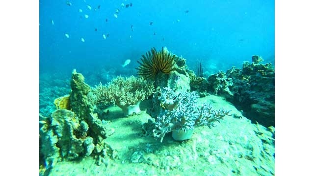 Les coraux à Hon Mun (île de Mun). Photo: nld.com.vn