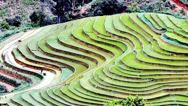 Les rizières en terrasse dans la commune de Chieng Muon, district de Muong La, province de Son La. Photo : VNA.