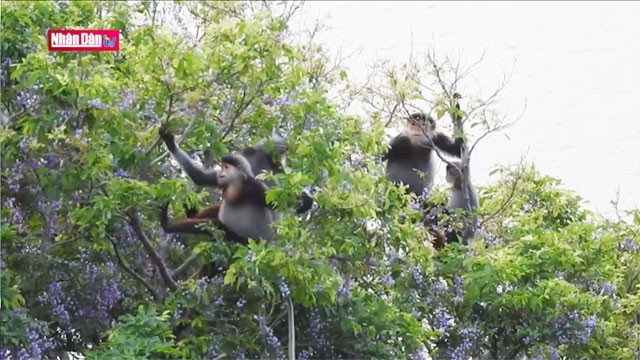 Préservation des primates au Vietnam