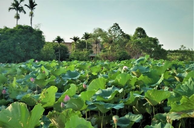 L’étang de lotus à Thuân Thành (Bac Ninh). Photo : Nguyên Duong/NDEL.