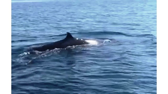 Une baleine de plus de 4 m dans les eaux de Cù Lao Chàm. Photo : https://thanhnien.vn