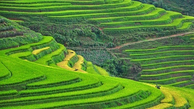 Des rizières en terrasses à Sapa. Photo : TripstoDiscover