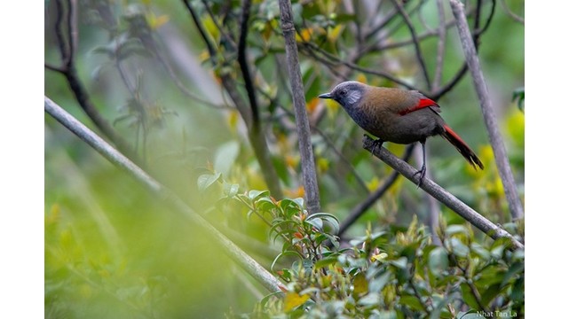 Le garrulax à ailes rouges (dont le nom scientifique est Trochalopteron formosum) est une espèce d’oiseau très rare, car il est souvent recherché et chassé par l’homme. Photo : VOV.