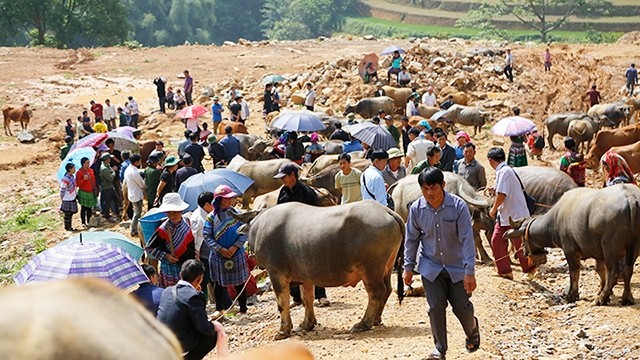 Le marché aux buffles de Can Câu a lieu tous les samedis matin.  Photo : nhandan.com.vn