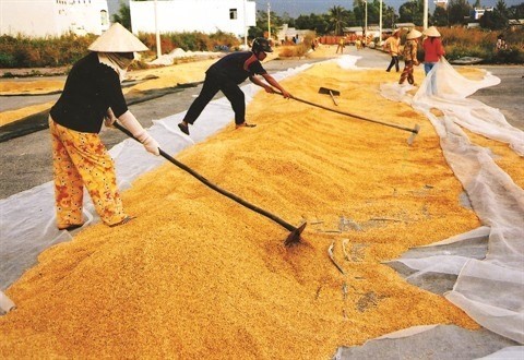Le Vietnam est aujourd’hui un des plus importants exportateurs du monde de produits agricoles. Photo : Trân Tuân/VNA.
