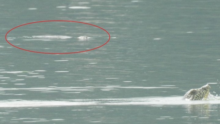 Une photo confirmant l’existence d’une deuxième grande tortue molle (dans un cercle rouge) dans le lac Dông Mô, avec l’autre individu dans le coin, à l’extrême droite. Photo : Nguyên Van Trong - ATP/IMC.
