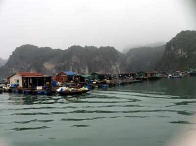 Il faudrait mettre en œuvre un projet d’aménagement des espaces réservés aux radeaux d’élevage de poisons pour protéger l’environnement et le paysage naturel du parc national de Cat Ba. Photo: Dung Minh/Nhan Dan/ 