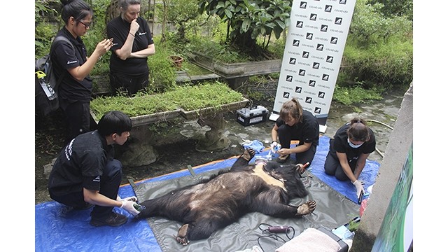 Les deux ours ont fait l'objet d'unLes anesthésie, d'un examen physique, des premiers soins menés par les médecins vétérinaires avant leur transfert au Centre de protection des ours du Vietnam. Photo : http://baophutho.vn