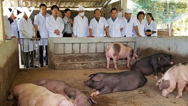 Modèle d'élevage des porcs en bio. Photo : VOV.