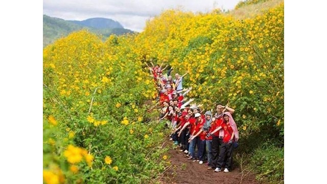 Des fleurs de tournesol sauvage "da quỳ" dans le parc de Ba Vi attirent de nombreux jeunes. Photo : Journal Hanoimoi.