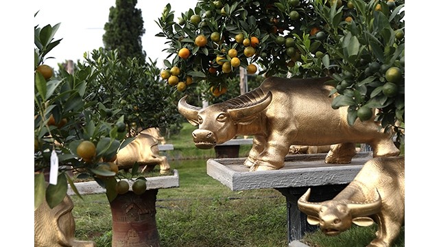  Des buffles dorés portant des kumquats sur son dos sont prêts pour le Têt traditionnel de l’année du Buffle. Photo : VNA.