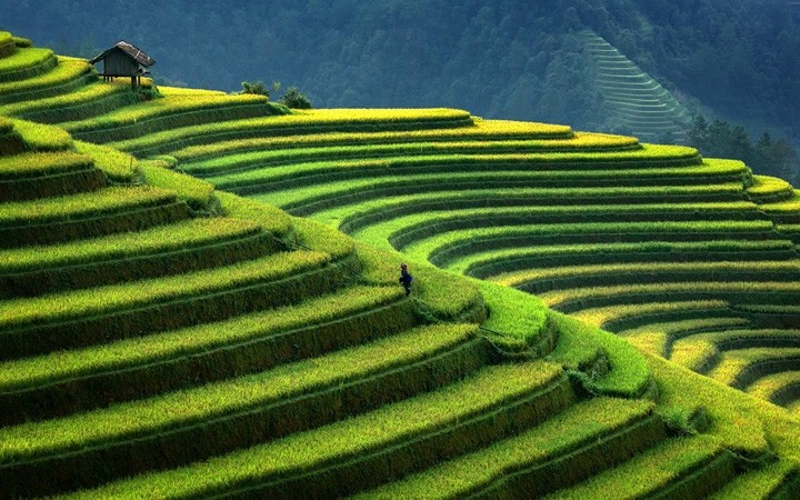 Rizières en terrasse de Mù Cang Chai. Photo : GettyImage / LonelyPlanet