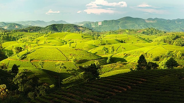 Des collines de théiers de Long Côc au district de Tân Son dans la province de Phu Tho. Photo: nhandan.com.vn