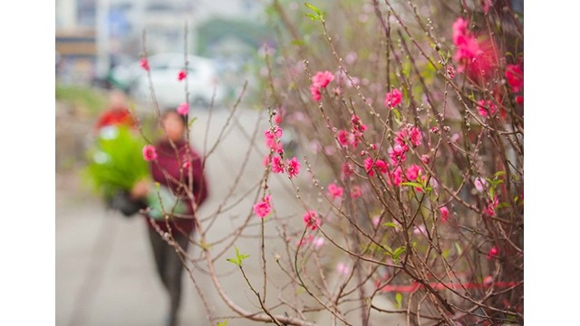 Des fleurs de pêcher dans la rue. Photo : https://nld.com.vn