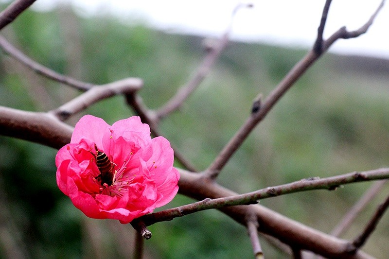 Les fleurs de pêcher rouge et rose de Nhât Tân.