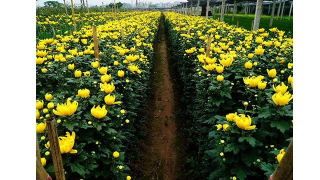 La récolte de chrysanthèmes pour la vente avant le Têt. Photo : phunuvietnam.vn