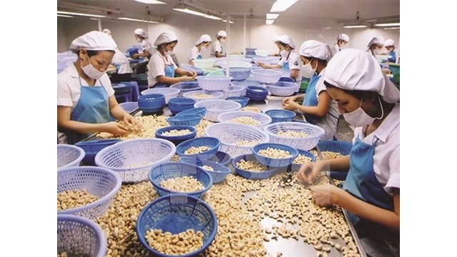 Le traitement de noix de cajou pour l'exportation. Photo d'illustration : VNA.