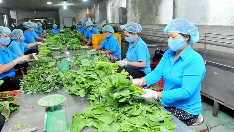 En 2020, le Vietnam dispose de plus de 26.000 coopératives avec 6,1 millions de membres. Photo : VOV.