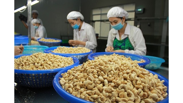 Les noix de cajou vietnamiennes occupent actuellement une part importante du marché turc.  Photo : NDEL.