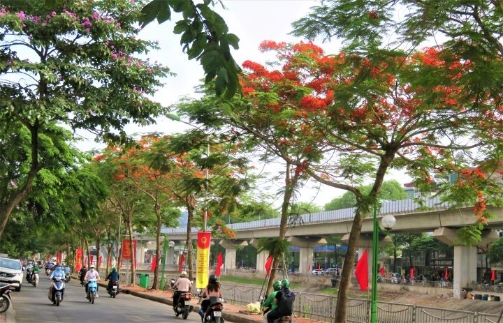 Dans de nombreuses rues et des parcs à Hanoi, la couleur rouge des fleurs de flamboyants embellit la capitale vietnamienne.