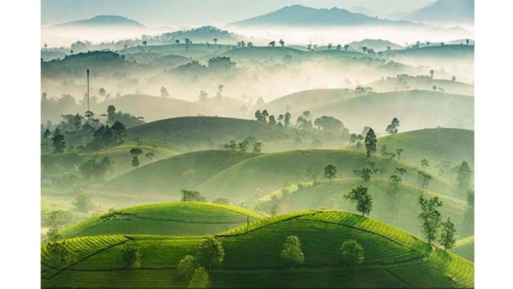 La photo de la colline théière de Long Côc. Photo : Vu Trung Huân/VNA