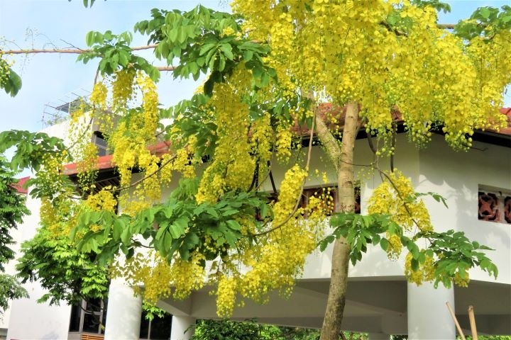 Le jaune des fleurs de cytises embellit Hanoi
