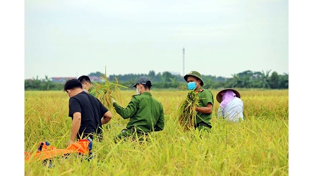 Les policiers récoltent le riz des ménages qui sont mis en quarantaine médicale. Photo : infonet.vietnamnet.