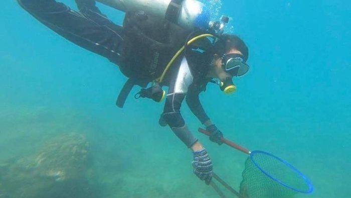 Eliminer les étoiles de mer venimeuses responsables de la mort du corail. Photo : infonet.